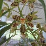 Grammatophyllum speciosum Flower