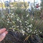 Cytisus multiflorus Flower