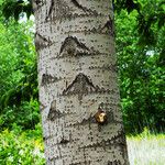 Populus × canescens Bark