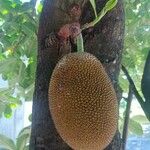 Artocarpus heterophyllus Fruit