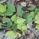 Bauhinia bidentata List