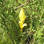 Orobanche flava Flower