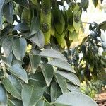 Dalbergia odorifera Leaf