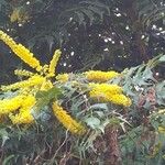 Berberis japonica Virág