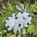 Nemophila maculata Kvet