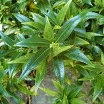 Sarcococca hookeriana Leaf