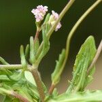 Valeriana vesicaria Leaf