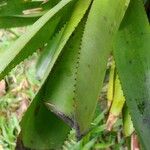 Aechmea nudicaulis Blad