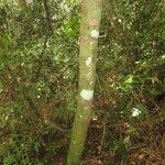Psychotria panamensis Характер