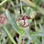 Delosperma cooperi Fruit