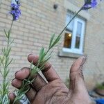 Linaria purpurea List