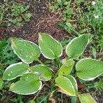 Hosta plantaginea Blomma