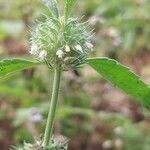 Leucas urticifolia Flower