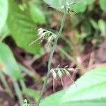 Oplismenus hirtellus Flower