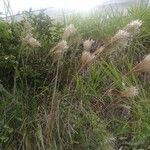 Andropogon bicornis Habit