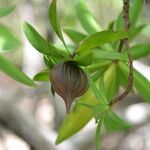 Pelliciera rhizophorae Fruit