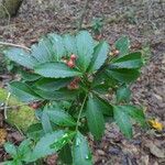 Ardisia crenataПлід