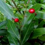 Alpinia galanga Fruitua