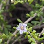 Lycium mascarenense Flower