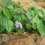 Ruellia prostrata Лист