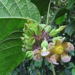 Prestonia portobellensis Flor