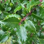 Ilex meserveae Blatt