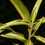 Daphnopsis americana Folla