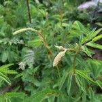 Sanguisorba dodecandra 花