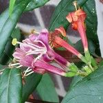 Lonicera acuminata Flower