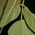 Mucuna holtonii Ліст