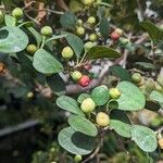 Ficus deltoidea Flors