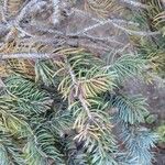 Picea pungensList