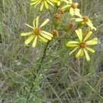 Jacobaea erucifolia Floare