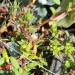 Euphorbia schickendantzii Λουλούδι