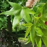 Liquidambar styracifluaLeaf