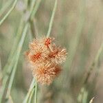 Calligonum polygonoides Fruit