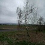 Betula pendula Habit