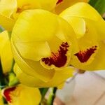 Cymbidium devonianum Diğer