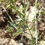 Helianthemum apenninum Leaf