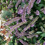 Agastache rugosa Virág