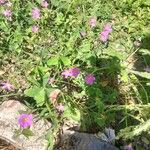 Oxalis latifoliaFlower