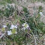 Murbeckiella pinnatifida Fleur