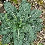 Dipsacus sativus Leaf