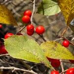 Ilex verticillata List