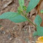 Sida rhombifolia Leaf