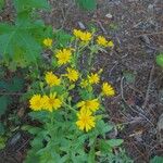 Chrysopsis mariana Blomma