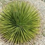 Agave stricta ഇല