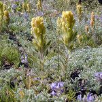 Castilleja arachnoidea Buveinė