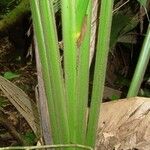 Calathea similis Bark