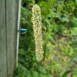 Phleum pratense 花